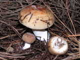 russula amoenolens